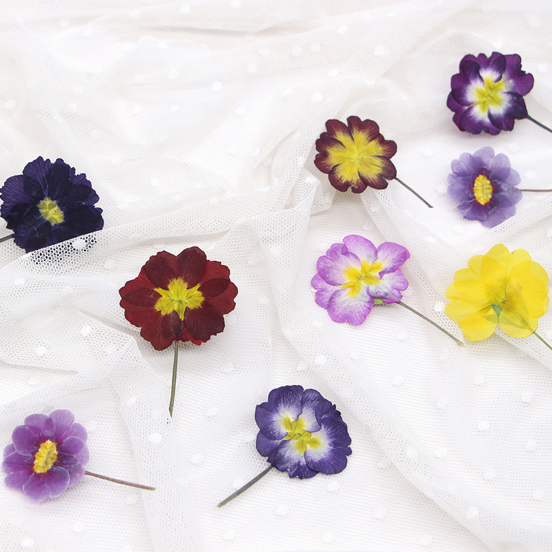 48 pièces de fleurs séchées de - Dried Flower Bookmark avis et prix