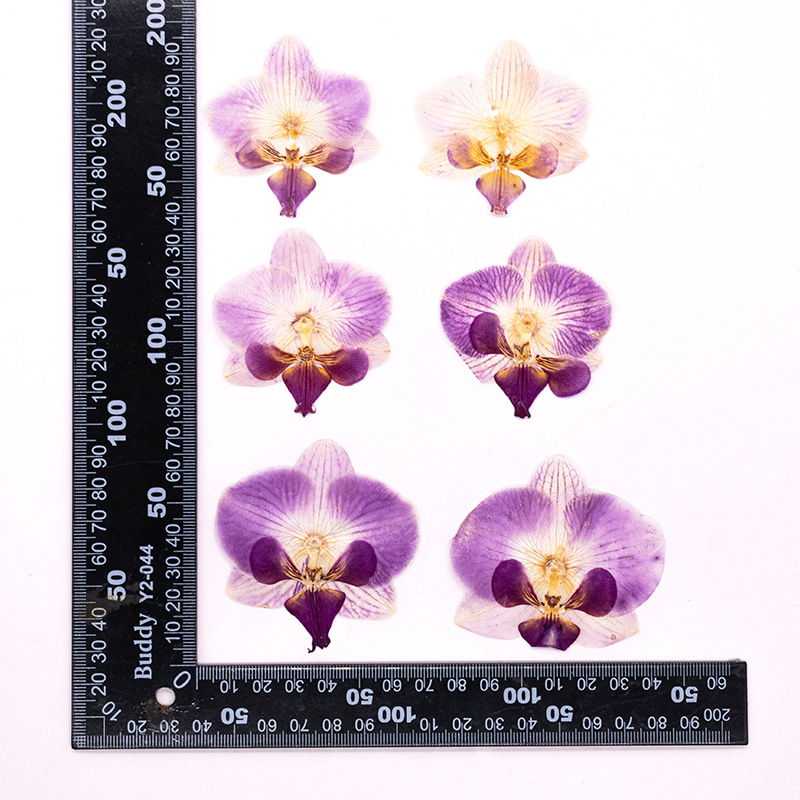 4 têtes de fleurs d'orchidées  - Dried Flower Bookmark avis et prix