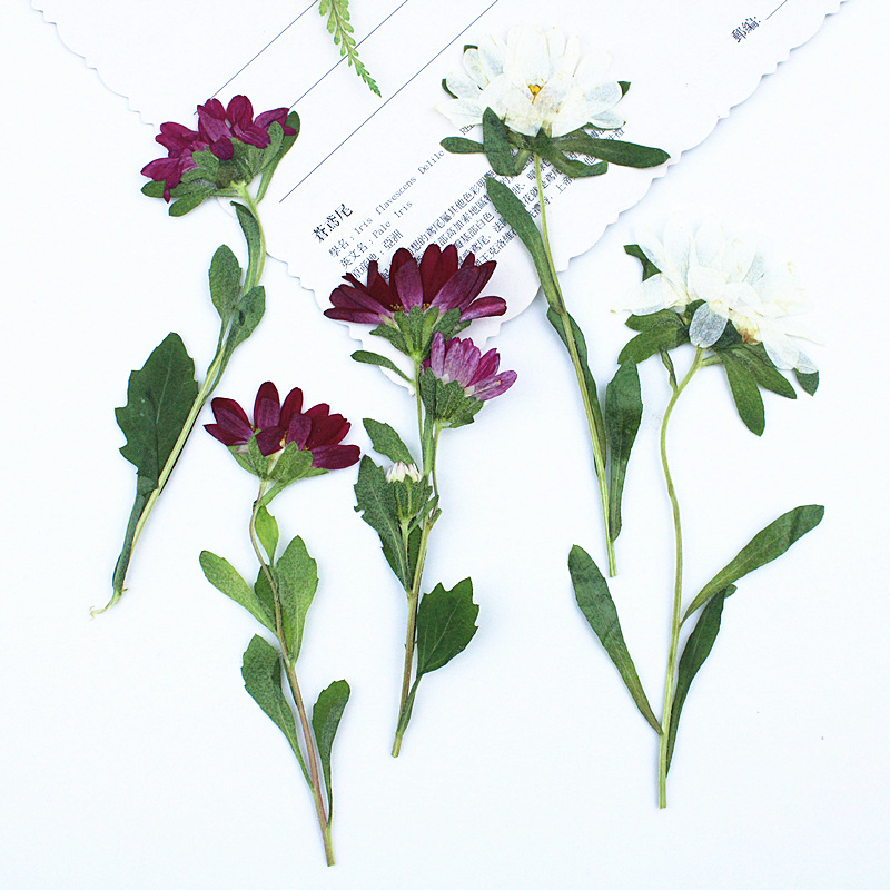24 pièces, mini chrysanthèmes  - Dried Flower Bookmark avis et prix
